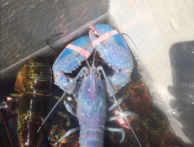 Sửng sốt tôm hùm màu kẹo bông siêu quý hiếm Sung sot tom hum mau keo bong sieu quy hiem