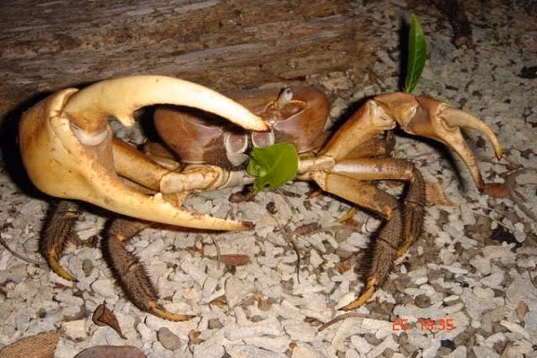 Hai hung suc manh loai cua can to nhat Viet Nam