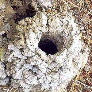 Hai hung suc manh loai cua can to nhat Viet Nam-Hinh-2