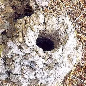 Hai hung suc manh loai cua can to nhat Viet Nam-Hinh-2