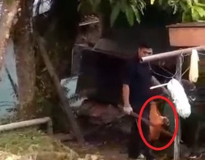 Phẫn nộ cảnh người đàn ông dùng gậy đập chết 2 con chó nhỏ Phan no canh nguoi dan ong dung gay dap chet 2 con cho nho