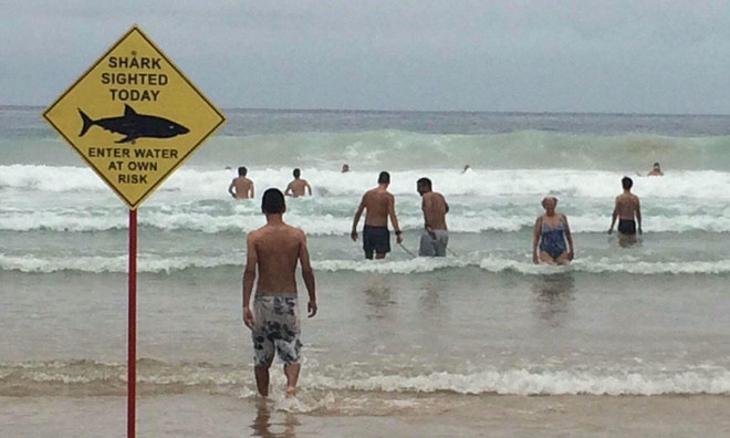 Dù có biển cảnh báo cá mập nguy hiểm, nhiều người vẫn ngó lơ để xuống tắm biển. "Cảnh tượng này nếu xuất hiện trong một bộ phim Hollywood chắc sẽ có nhiều thứ để coi", tài khoản Frankie bình luận về độ liều của những người trong ảnh.