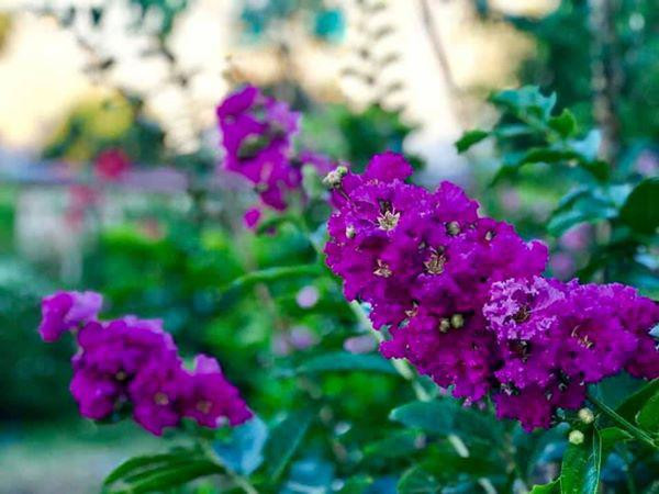 Những loài hoa trong vườn không được chăm sóc nhiều nhưng vẫn nở xum xuê, tạo màu sắc rực rỡ cho nơi đây.