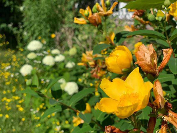 Những loài hoa rực rỡ màu sắc.