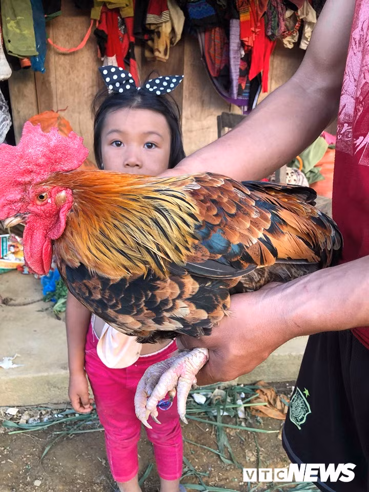 Bi an loi don ma am ga 9 cua bien doi gioi tinh o Son La-Hinh-5