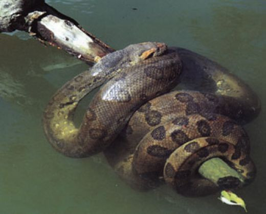 Một trong những chuyện rùng rợn về trăn Anaconda là việc tuần báo World News từng đăng tải bài viết hé lộ rằng con quái vật khổng lồ này đã tấn công và ăn thịt 6 trẻ em vào năm 1990.