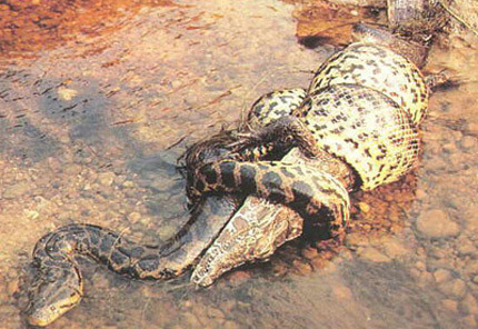 Người ta phát hiện nhiếp ảnh gia tên A.J “Mac” McBride sửa bức ảnh chụp một con trăn Anaconda nuốt chửng một con dê rồi chỉnh sửa và nói rằng nó ăn thịt 6 em nhỏ.