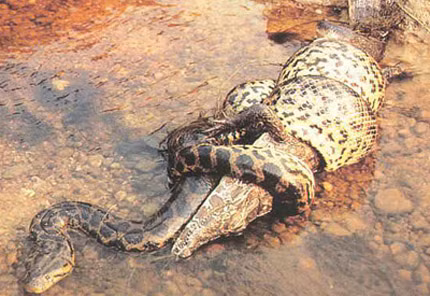 Người ta phát hiện nhiếp ảnh gia tên A.J “Mac” McBride sửa bức ảnh chụp một con trăn Anaconda nuốt chửng một con dê rồi chỉnh sửa và nói rằng nó ăn thịt 6 em nhỏ.