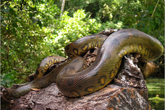 Giả thuyết khác suy đoán tên của quái vật khổng lồ này bắt nguồn từ chữ “anaikondran” trong ngôn ngữ Tamil có nghĩa là “con voi giết người”.
