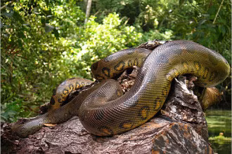 Giả thuyết khác suy đoán tên của quái vật khổng lồ này bắt nguồn từ chữ “anaikondran” trong ngôn ngữ Tamil có nghĩa là “con voi giết người”.