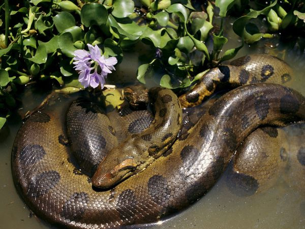 Trong khi đó, người Tây Ban Nha khám phá Nam Mỹ gọi chúng là “matatoro” có nghĩa con bò giết người.