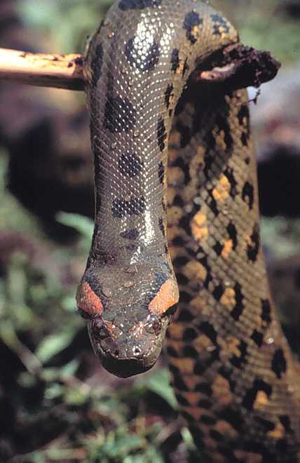 Trước câu chuyện này, nhiều người bán tín bán nghi về tính xác thực của sự việc. Về sau, câu chuyện trăn Anaconda ăn thịt 6 trẻ em được làm sáng tỏ.