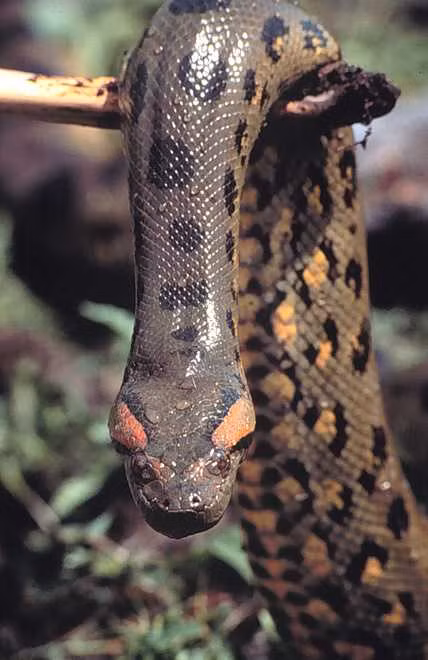 Trước câu chuyện này, nhiều người bán tín bán nghi về tính xác thực của sự việc. Về sau, câu chuyện trăn Anaconda ăn thịt 6 trẻ em được làm sáng tỏ.