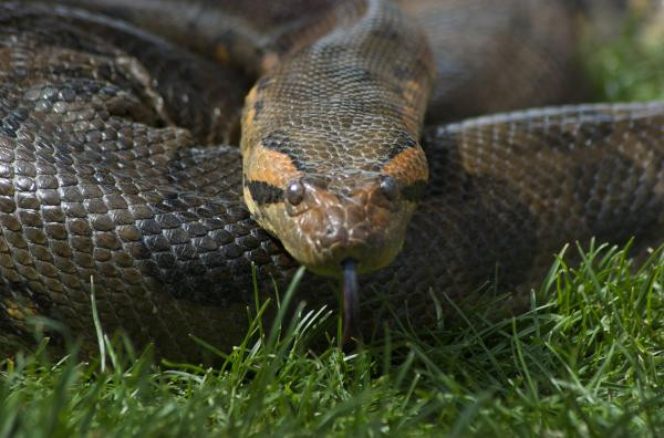 Quái thú trăn Anaconda được thổ dân Amazon mô tả có chiều dài khoảng 15m. Có những con nặng vài trăm kg cho tới hơn 1 tấn.