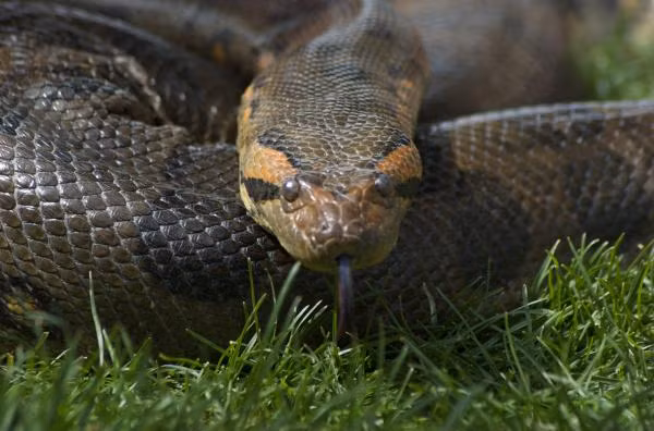 Quái thú trăn Anaconda được thổ dân Amazon mô tả có chiều dài khoảng 15m. Có những con nặng vài trăm kg cho tới hơn 1 tấn.