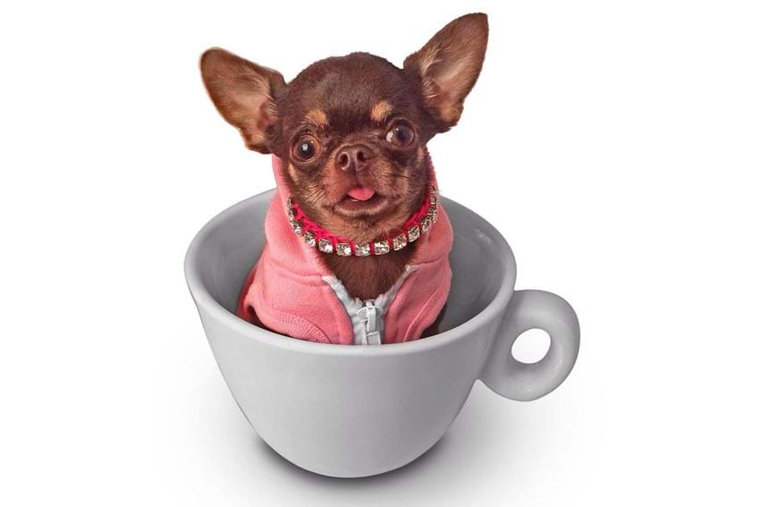 Cho chihuahua lap ky luc nhan ban vo tinh 