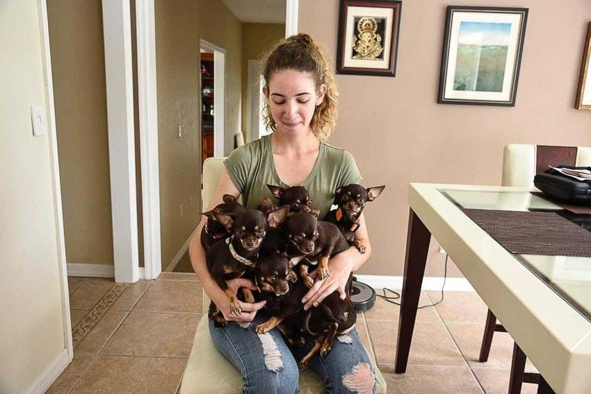 Cho chihuahua lap ky luc nhan ban vo tinh 