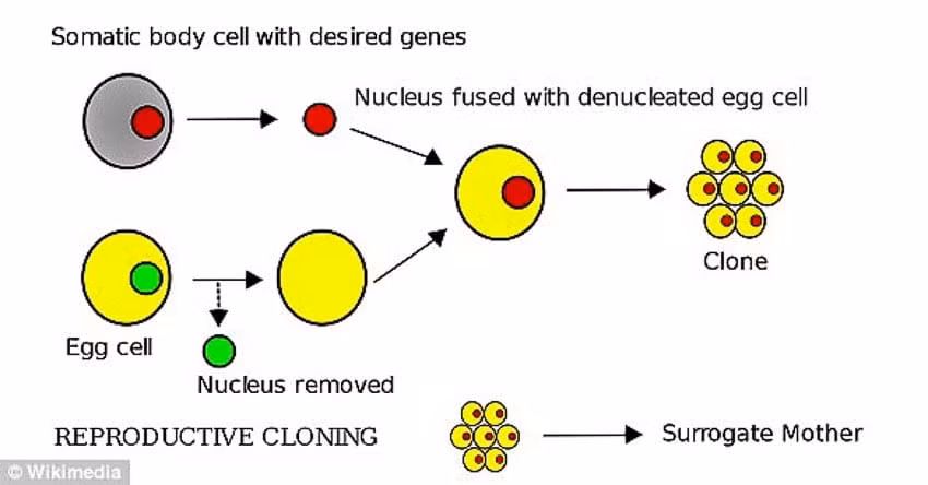 Cho chihuahua lap ky luc nhan ban vo tinh 