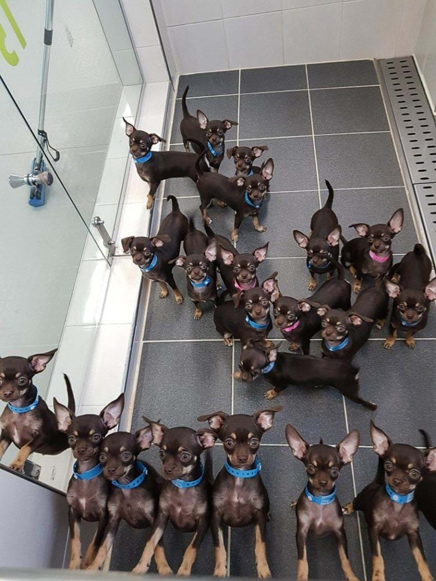 Cho chihuahua lap ky luc nhan ban vo tinh 