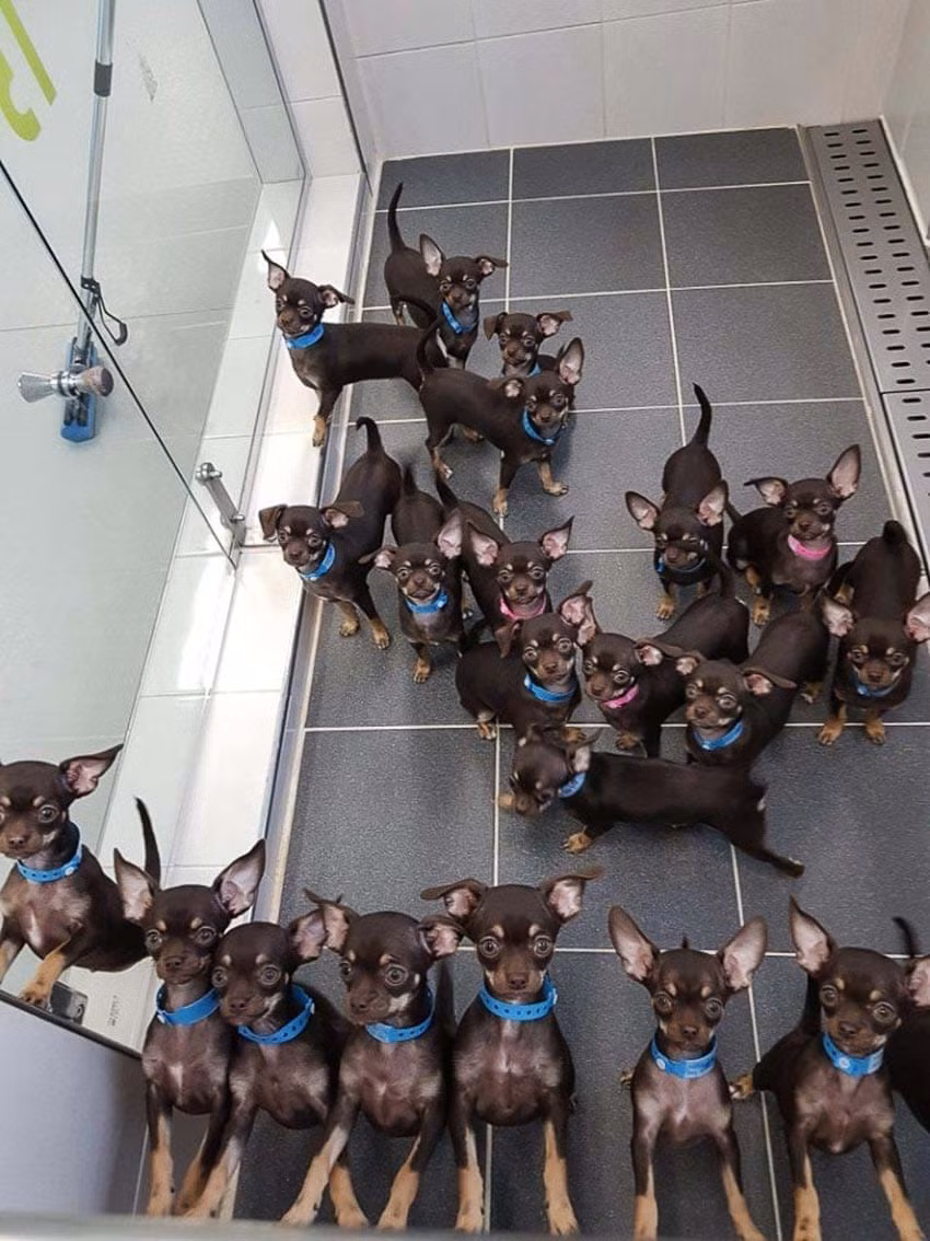 Cho chihuahua lap ky luc nhan ban vo tinh 