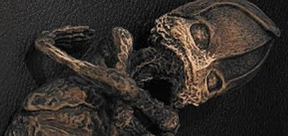 Vài tháng sau khi tìm thấy sinh vật bé nhỏ nghi là người ngoài hành tinh, bà Prosvirina được đưa đi chữa bệnh tâm thần phân liệt.