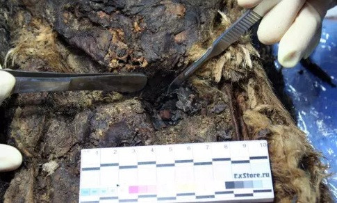 Các chuyên gia đã khai quật 30 ngôi mộ và tìm thấy nhiều hài cốt nam giới tại đây nên từng cho rằng khu vực chôn cất này chỉ dành cho đàn ông.