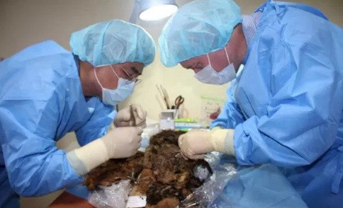 Điều khiến các chuyên gia khó hiểu là xác ướp "công chúa vùng cực" là thi hài nữ duy nhất được tìm thấy tại khu vực khảo cổ này.