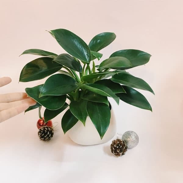 10 loai cay canh mini loc khong khi cuc dinh, loai sach nam moc