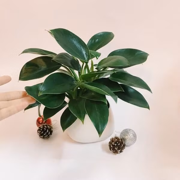 10 loai cay canh mini loc khong khi cuc dinh, loai sach nam moc