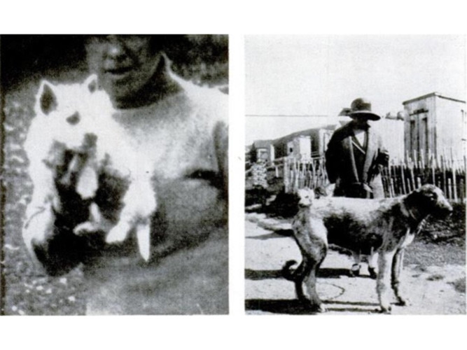 Bức ảnh trên tạp chí LIFE năm 1939 cho thấy linh hồn một chú chó săn đã chết hiện về đoàn tụ với người bạn thân của mình. Chú chó săn và chú chó to (hình bên phải) rất thân thiết với nhau nên sau khi chú chó săn chết, chú chó to này đã vô cùng buồn bã.