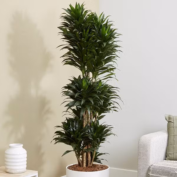 Bạn có thể trồng cây kim tiền tượng trưng cho sự phát triển của gia chủ về kinh tế. Tiền bạc nhiều không đếm hết. Hoặc cây thiết mộc lan là loại cây cảnh phong thủy khá được ưa chuộng, giúp thanh lọc không khí, tăng cường may mắn cho gia đình bạn.