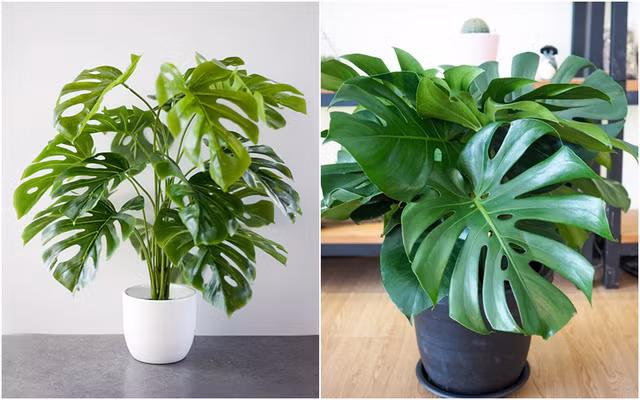 Bạn nên lựa chọn loại cây xanh theo sở thích cũng như nhu cầu của mình. Gia chủ có thể lựa chọn cây tài lộc, cây trúc phú quý, cây phát lộc...đặt trong nhà để cầu mong may mắn, phú quý và tài lộc. 