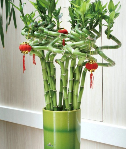 Nếu trong nhà bạn đang trồng những loại cây chiêu tài thì cần phải có trách nhiệm đối với sinh mạng của nó, cũng có nghĩa đang chịu trách nhiệm với tài vận của chính mình. Ảnh minh họa.