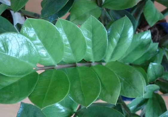 Vì thế bạn cần phải bỏ công chăm sóc cho các loại cây này luôn tươi tốt và mới có thể giúp bạn chiêu nạp dồi dào tài khí. Ảnh minh họa. 