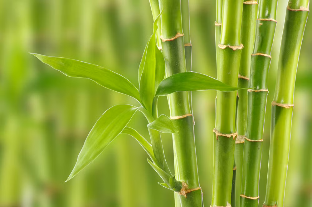 Trúc phú quý hay còn gọi là trúc vạn niên, đây là loại cây tượng trưng cho chiêu tài nạp khí cho nhà ở.