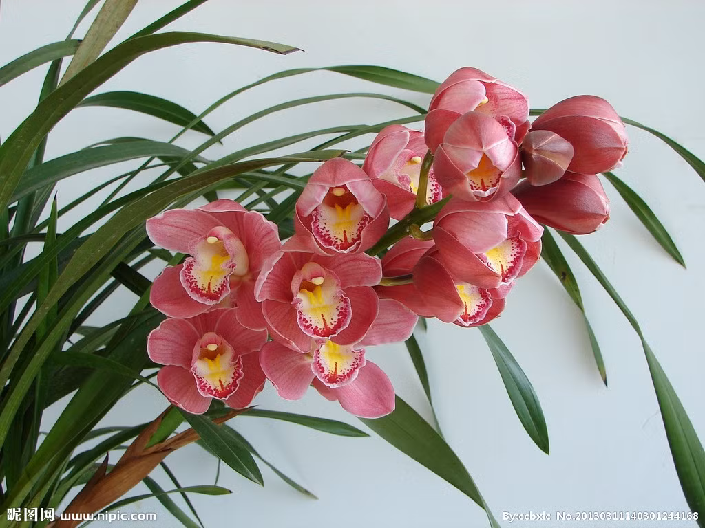 Hoa lan biểu tượng cho sự hợp lực đoàn kết, nắm được quyền lực, phát triển và mở rộng các mối quan hệ, từ đó giúp tài lộc hanh thông. Nhưng hoa lan tương đối khó trồng vì thế cần phải đầu tư tâm sức, phù hợp với môi trường các văn phòng làm việc. 