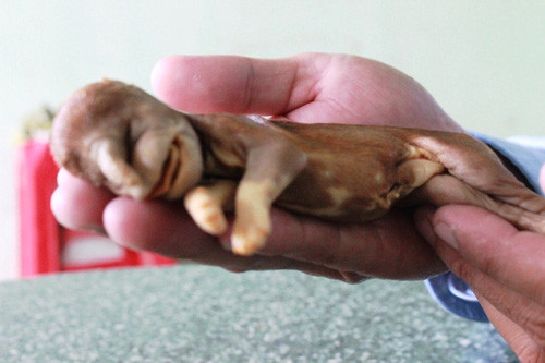 Kỳ lạ chó dẻ ra voi ngam ruọu 17 nam khong rã-Hinh-3