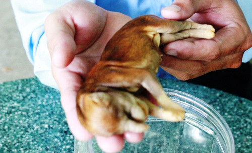 Kỳ lạ chó dẻ ra voi ngam ruọu 17 nam khong rã-Hinh-2