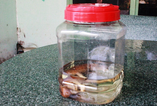 Kỳ lạ chó dẻ ra voi ngam ruọu 17 nam khong rã