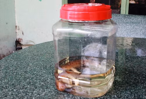 Kỳ lạ chó dẻ ra voi ngam ruọu 17 nam khong rã