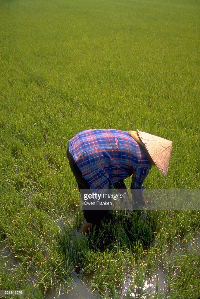 "Bán mặt cho đất, bán lưng cho trời", cảnh tượng quen thuộc ở các làng quê Việt Nam.
