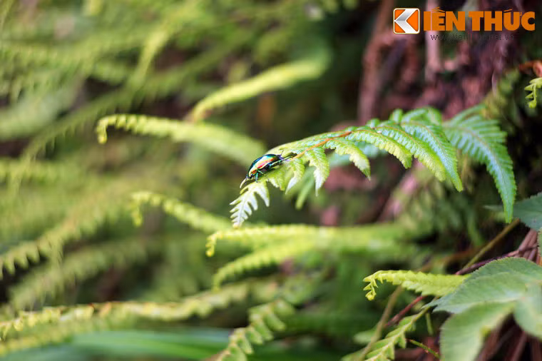 Thị trấn Tam Đảo (Tam Đảo, Vĩnh Phúc) quyến rũ du khách phương xa với bầu không khí mát rượi, khung cảnh thiên nhiên nguyên sơ cùng nhiều phế tích cổ của thời thuộc địa.