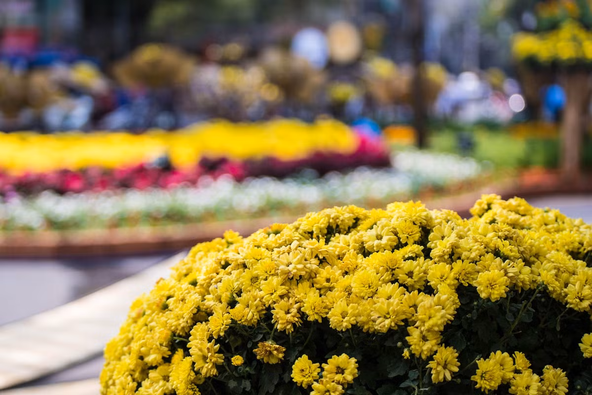 Hoa Tết trên đường phố Sài Gòn, 2015. Ảnh: Gurveer Birdi - 500px.com