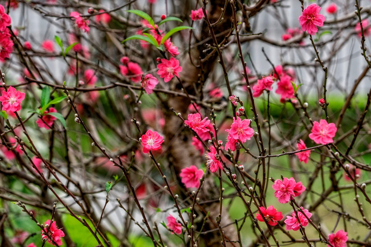 Hoa đào bích Hà Nội, một biểu tượng của ngày Tết Việt. Ảnh: Christer Westerlund - 500px.com