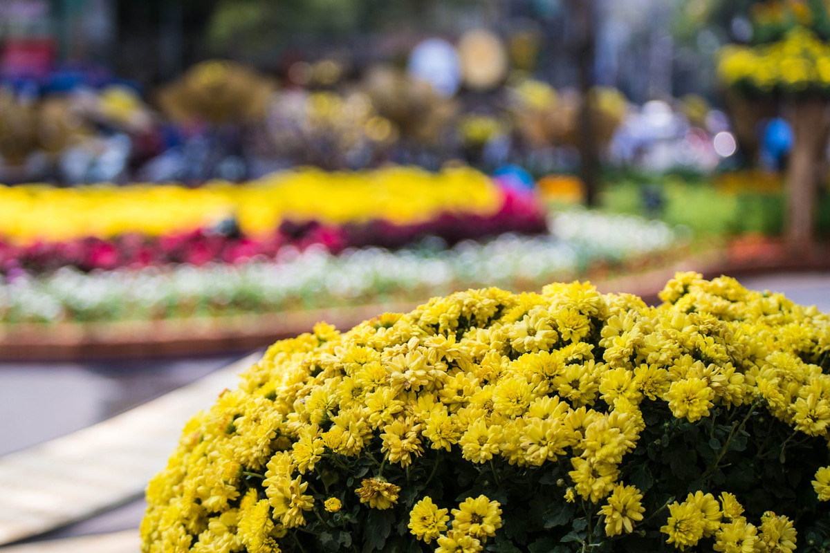 Hoa Tết trên đường phố Sài Gòn, 2015. Ảnh: Gurveer Birdi - 500px.com