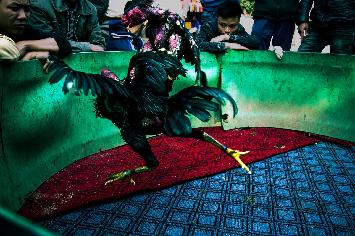 Chọi gà ngày Tết ở làng cổ Đường Lâm, Hà Nội. Ảnh: Luke Polidano - 500px.com