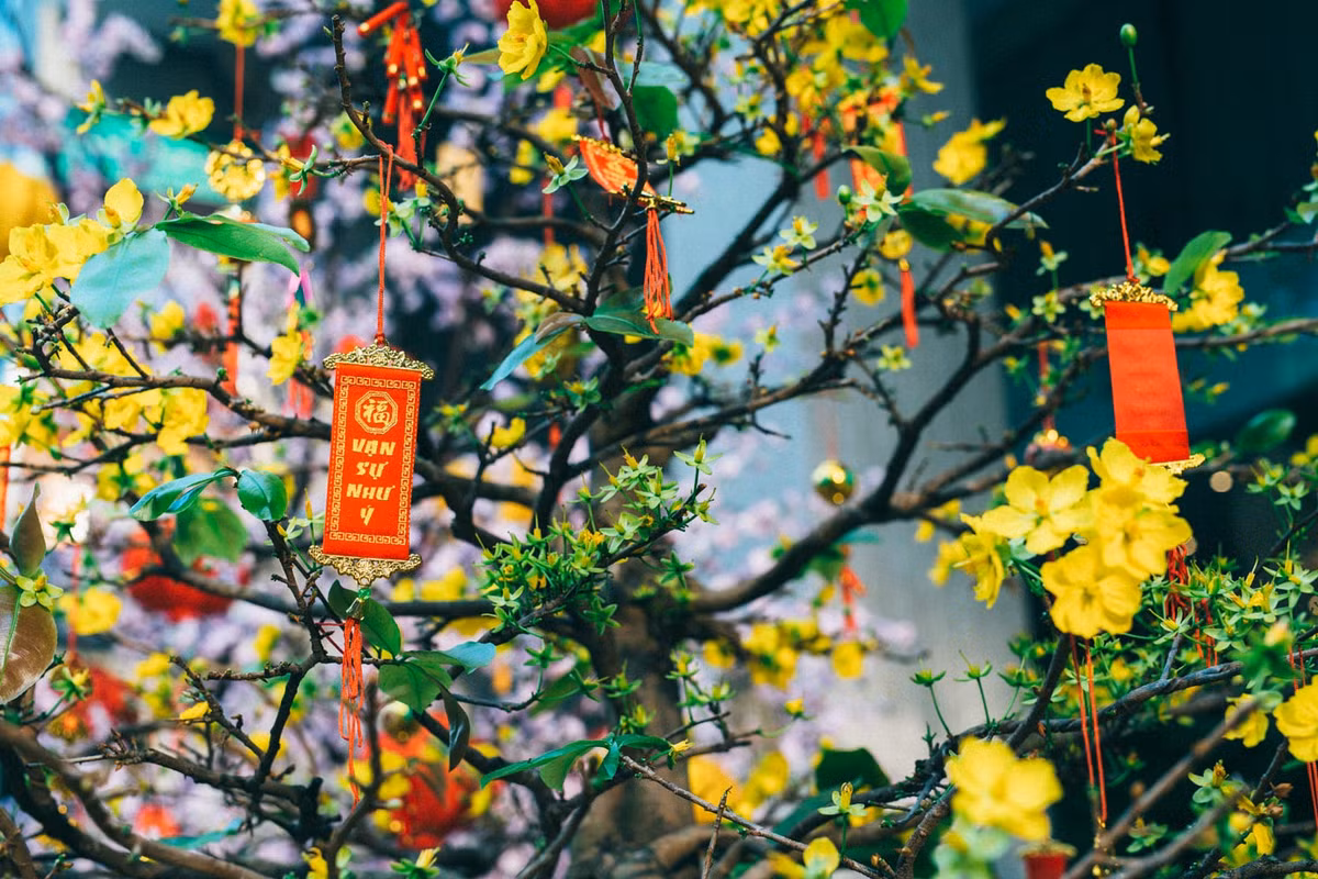 Mai vàng miền Nam. Ảnh: Dominik Vanyi - 500px.com