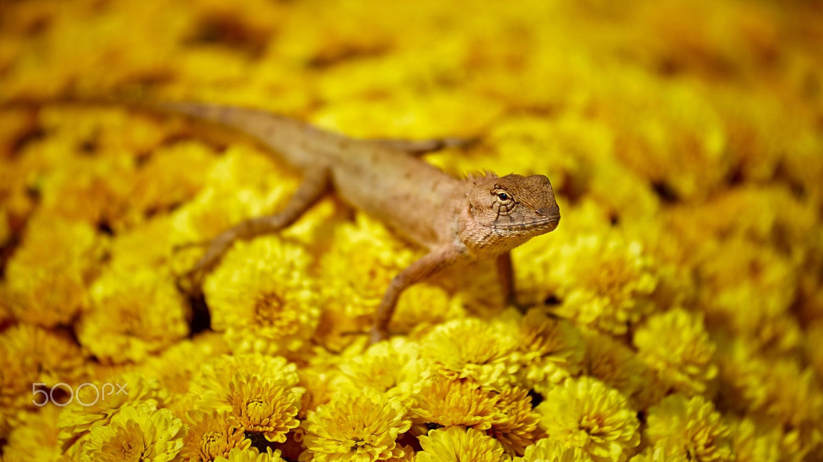 Chú bò sát phơi nắng trên những bộ hoa ở chợ Tết Cần Thơ. Ảnh:Dominic Meinardi - 500px.com