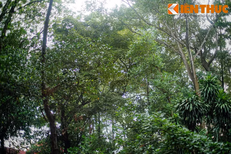 Một số cây cổ thụ đã tồn tại từ khi chùa được hình thành đến nay.