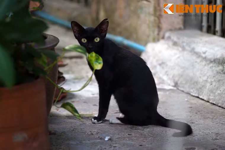 Hậu duệ của mèo phù thủy Jiji lưu lạc sang Bangkok?